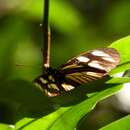 Image of Eueides vibilia vialis Stichel 1903