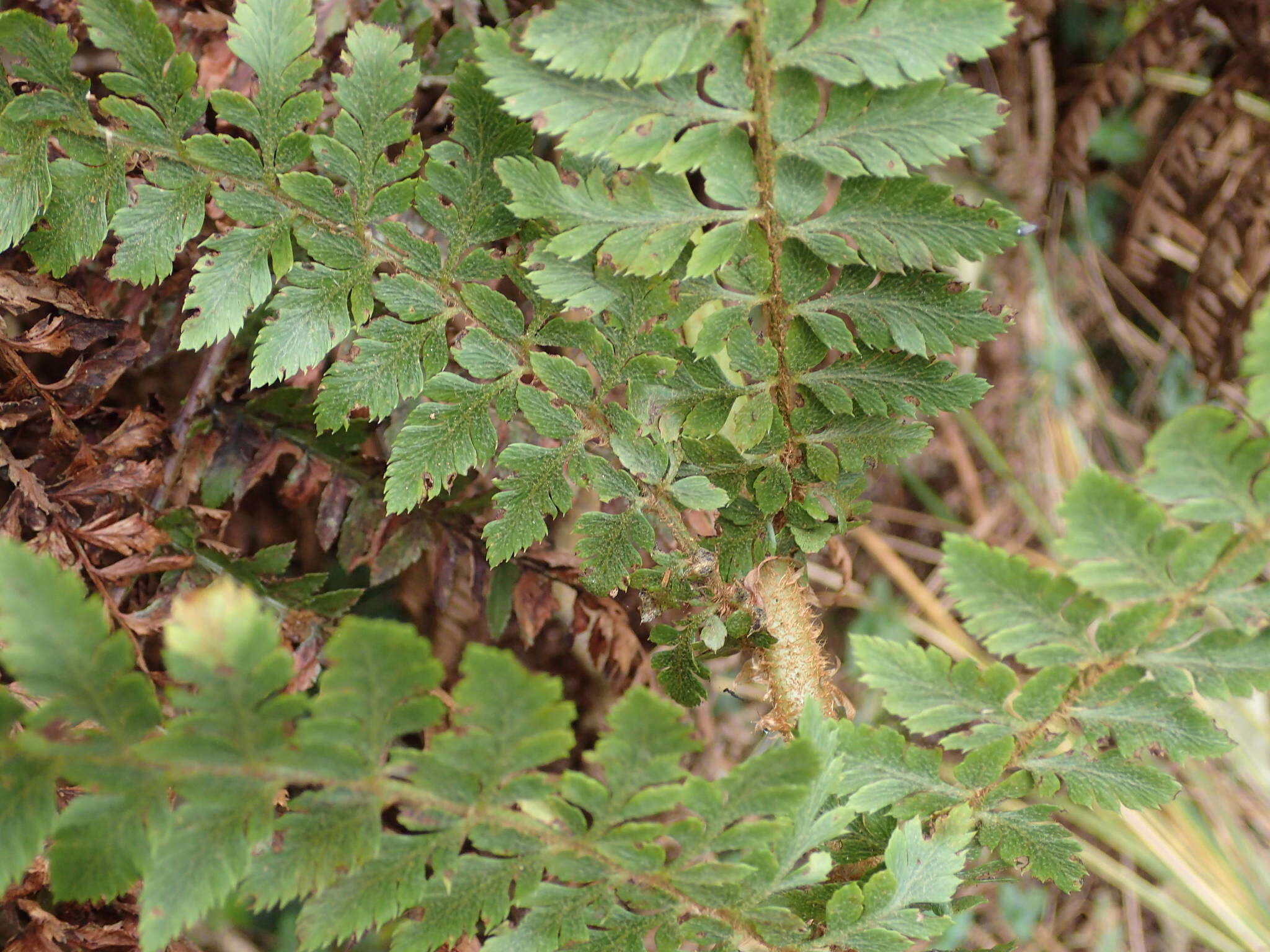 Imagem de Polystichum ammifolium (Desv.) C. Chr.