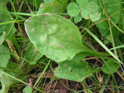 Image de Plantago asiatica L.