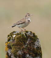 Image of Skylark