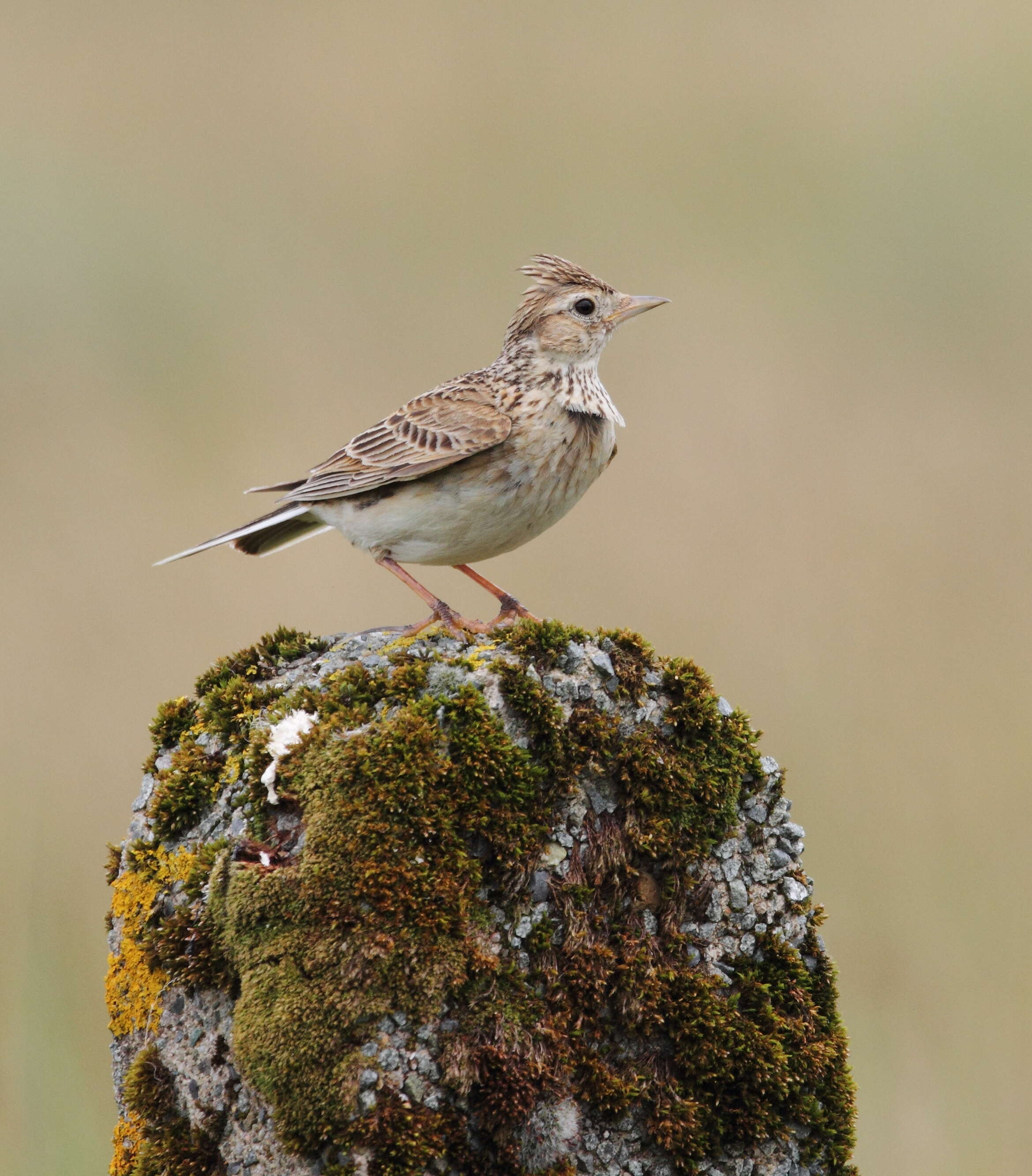 Image of Skylark