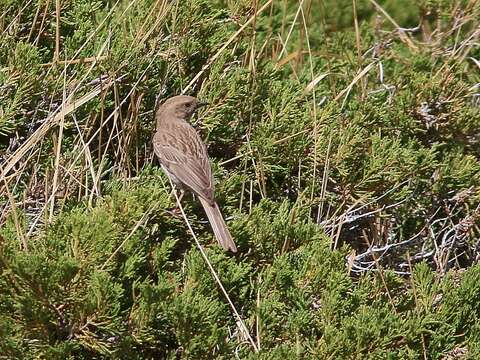 Image of Kozlov's Accentor