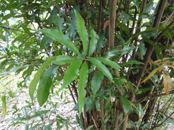 Слика од Lithocarpus hancei (Benth.) Rehder