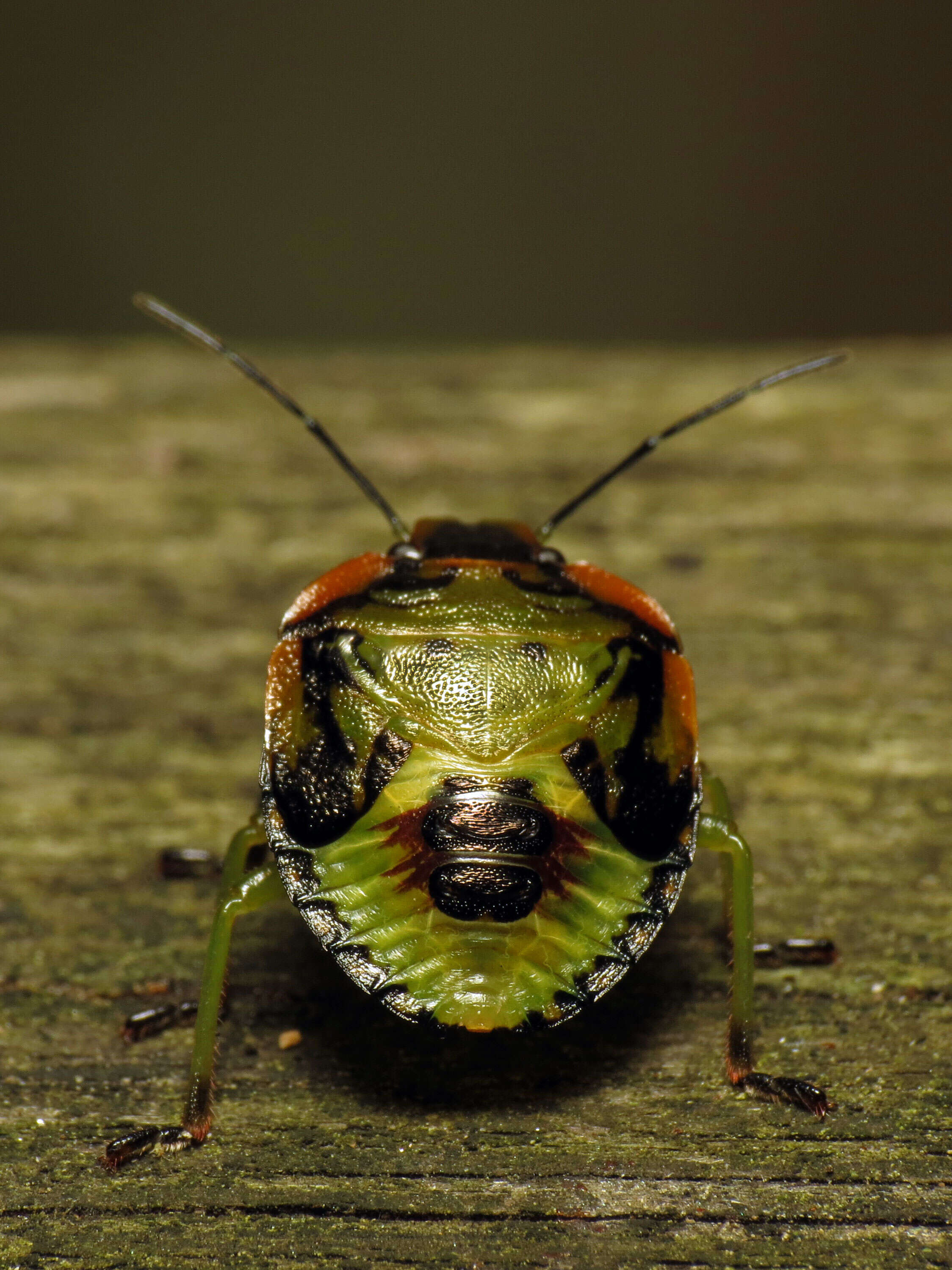 Image of Green stink bug