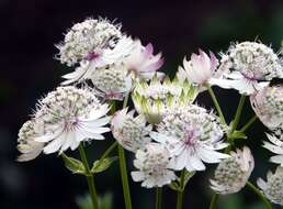 Imagem de Astrantia major L.