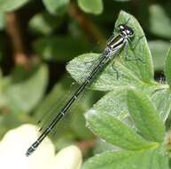 Image of Azure Bluet