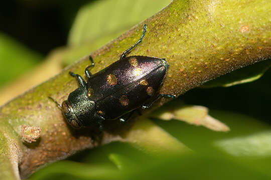 Imagem de Chrysobothris chrysoela (Illiger 1800)