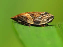 Image of Diamondback Spittlebug