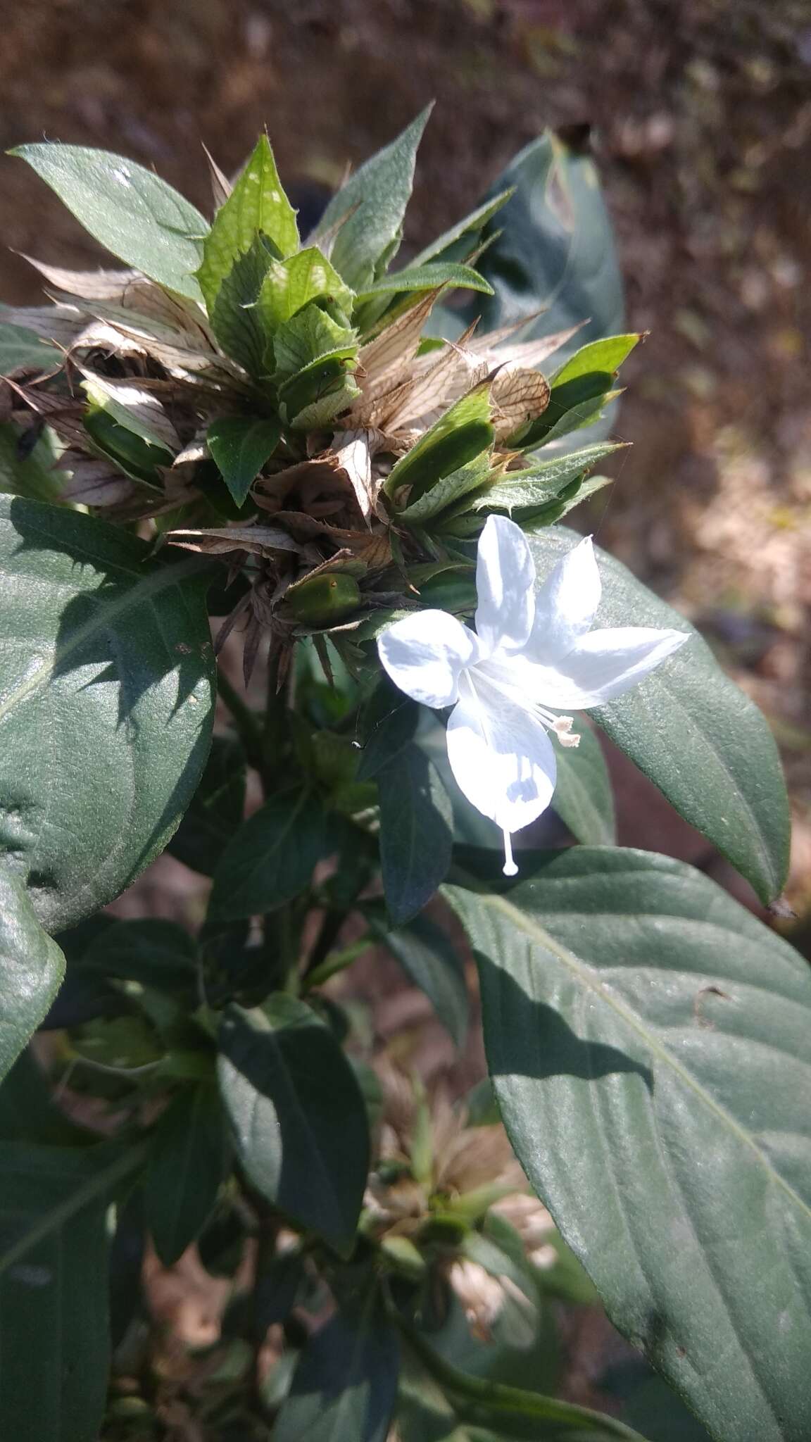 Image of crested Philippine violet