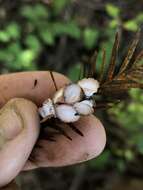 Image of Cypress Gall Midges