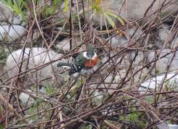 Image of Green Kingfisher