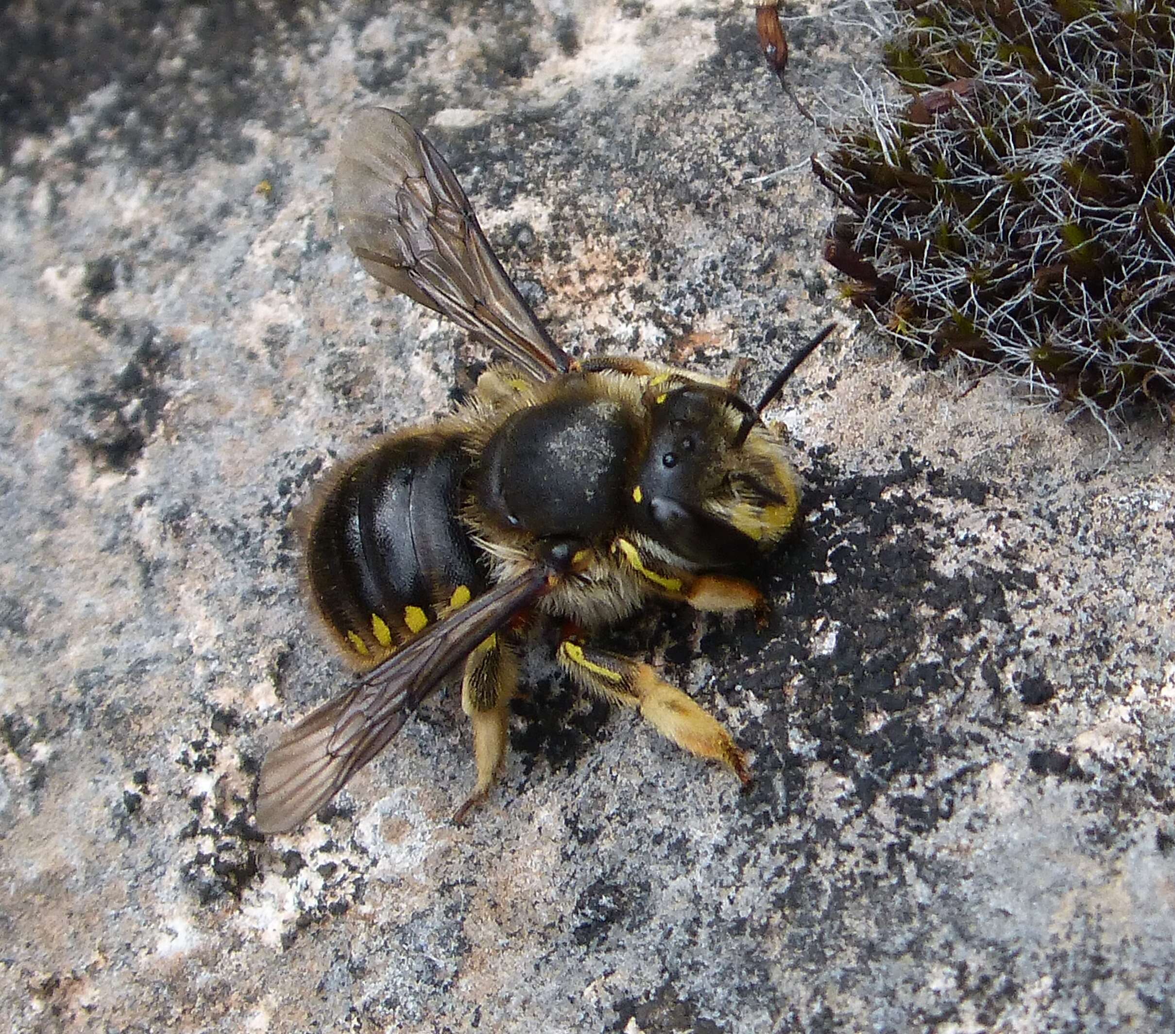 Image of wool-carder bee