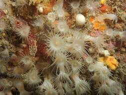 Image of white cluster anemone