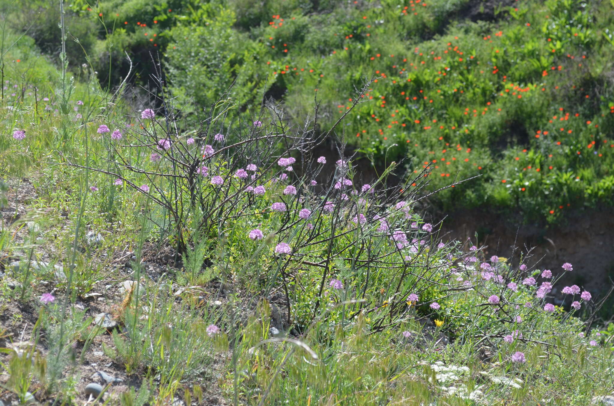 Allium pallasii Murray resmi