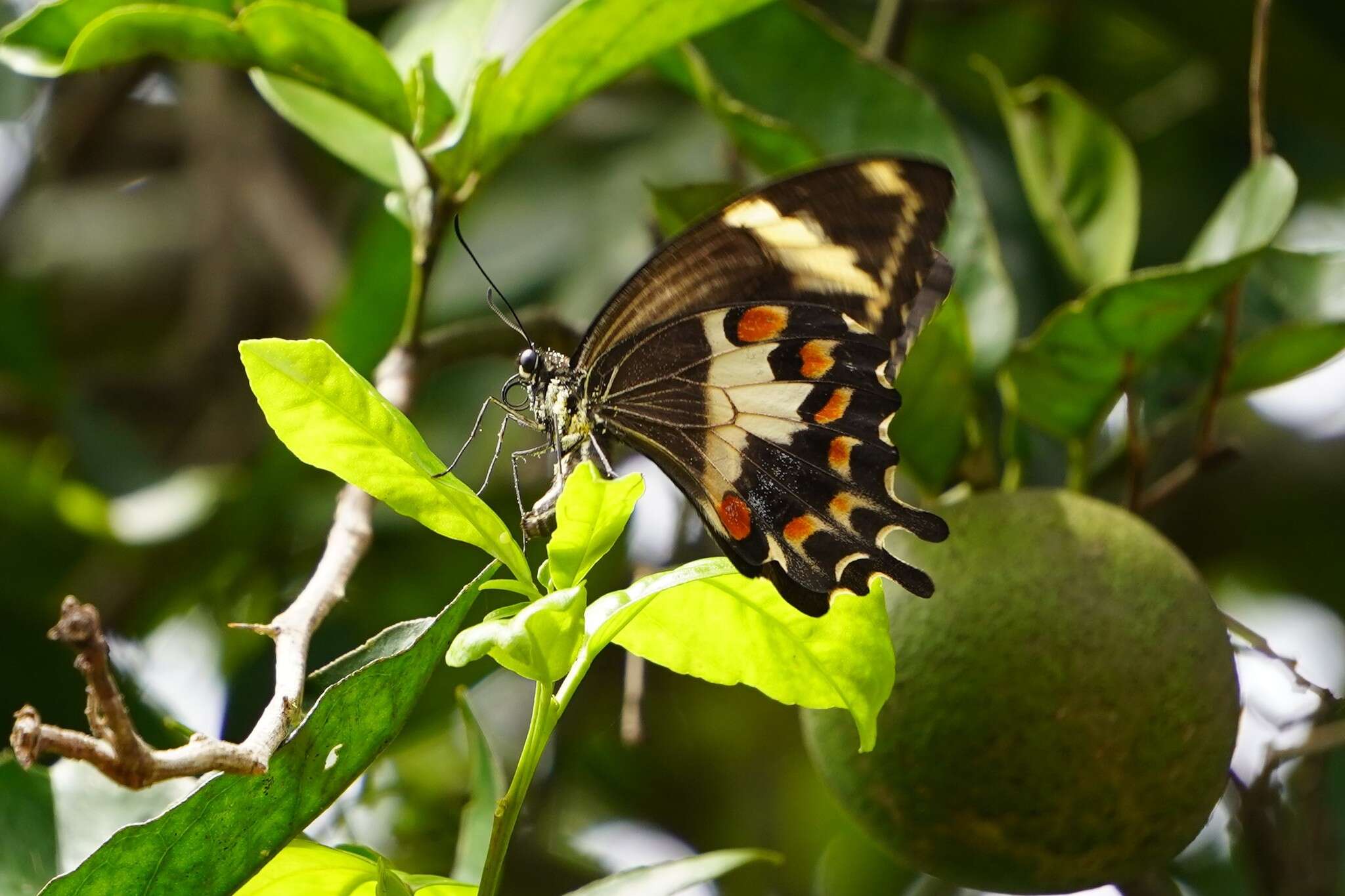 Imagem de Papilio amynthor Boisduval 1859