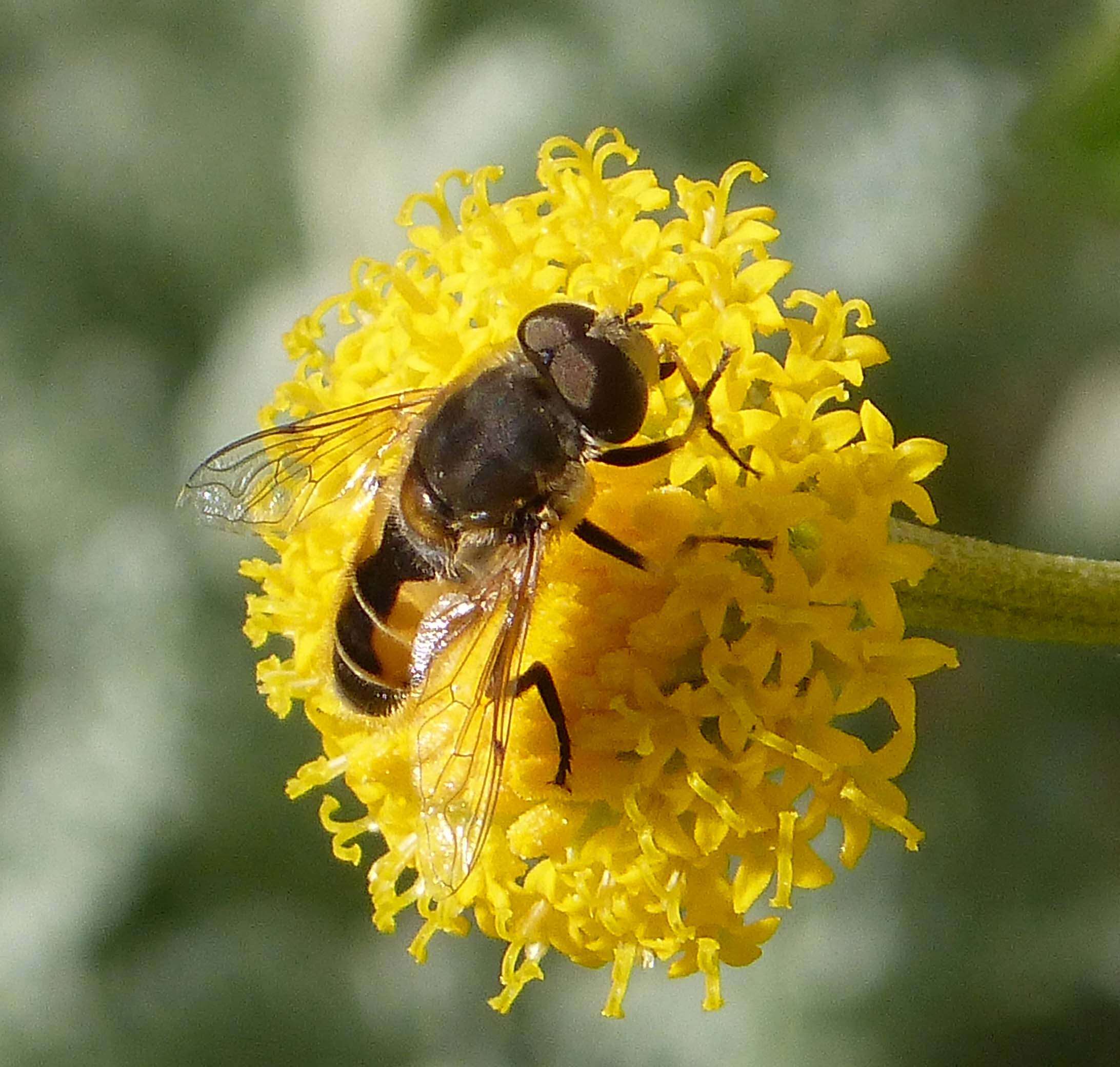 Image of Syrphid fly