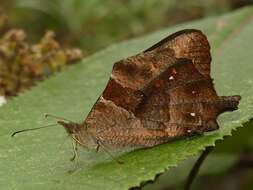 Imagem de Lasiophila piscina Thieme 1902