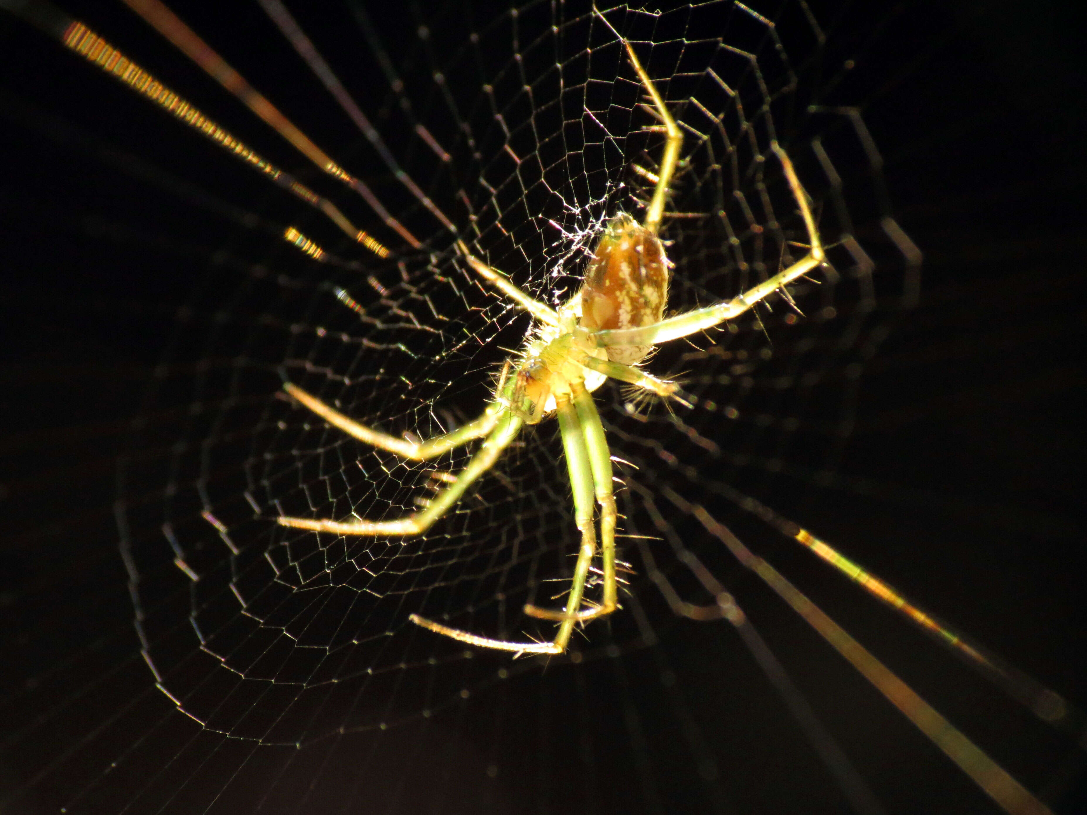 Image of Leucauge venusta (Walckenaer 1841)