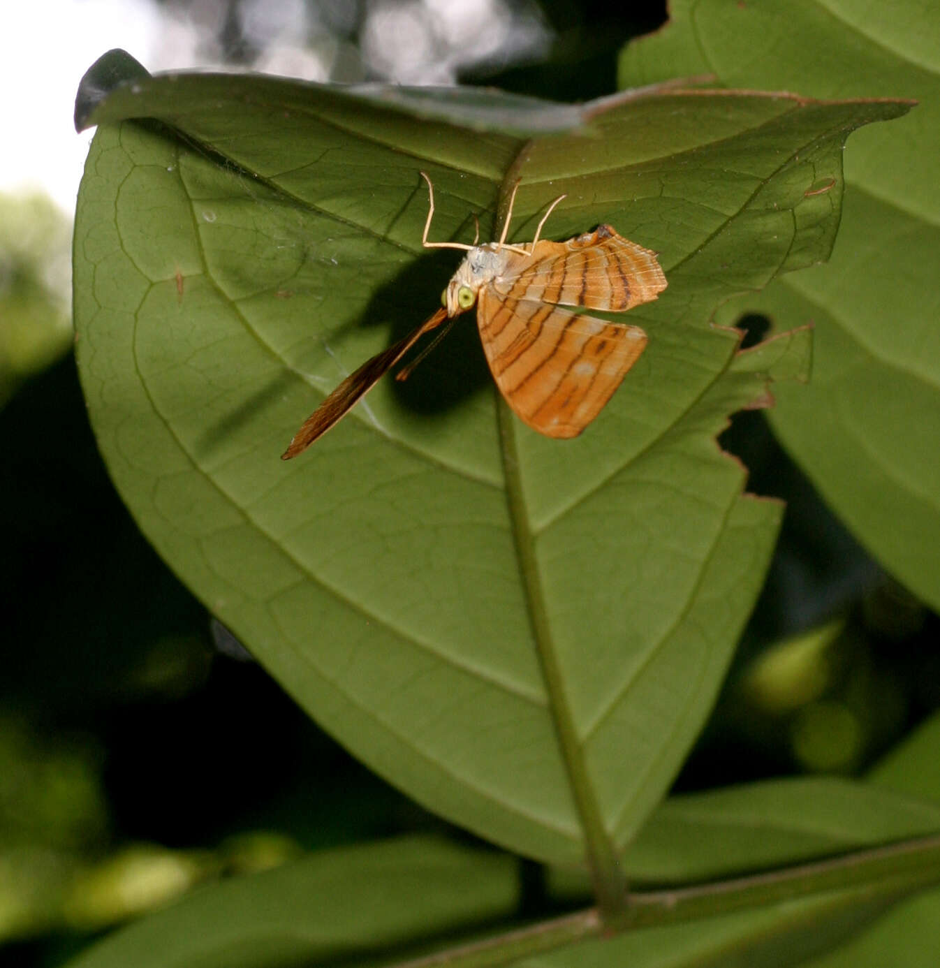 Plancia ëd Chersonesia risa risa