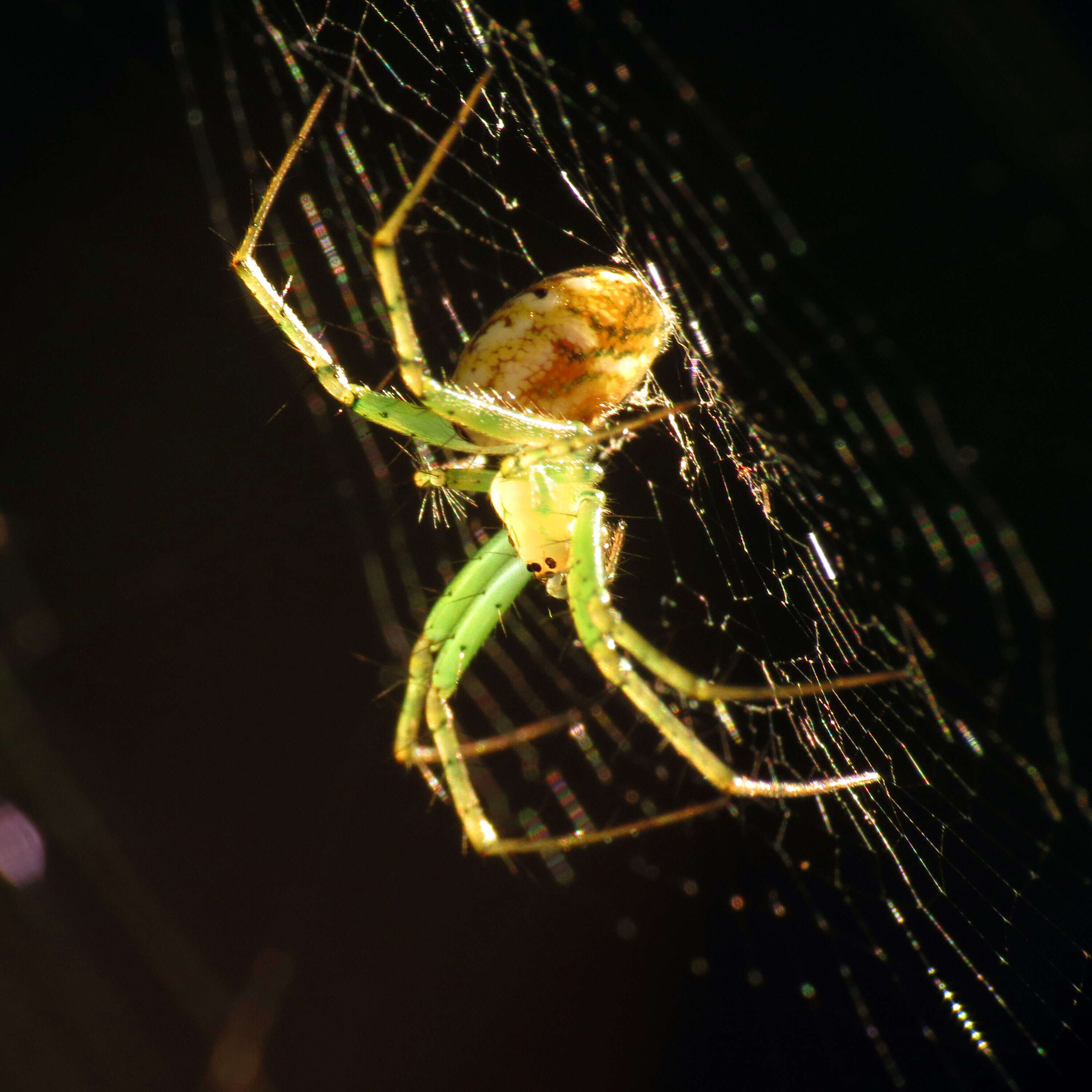 Image of Leucauge venusta (Walckenaer 1841)