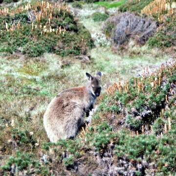 Plancia ëd Macropus subgen. Notamacropus Dawson & Flannery 1985