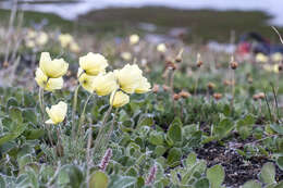 صورة Papaver lapponicum subsp. orientale Tolm.