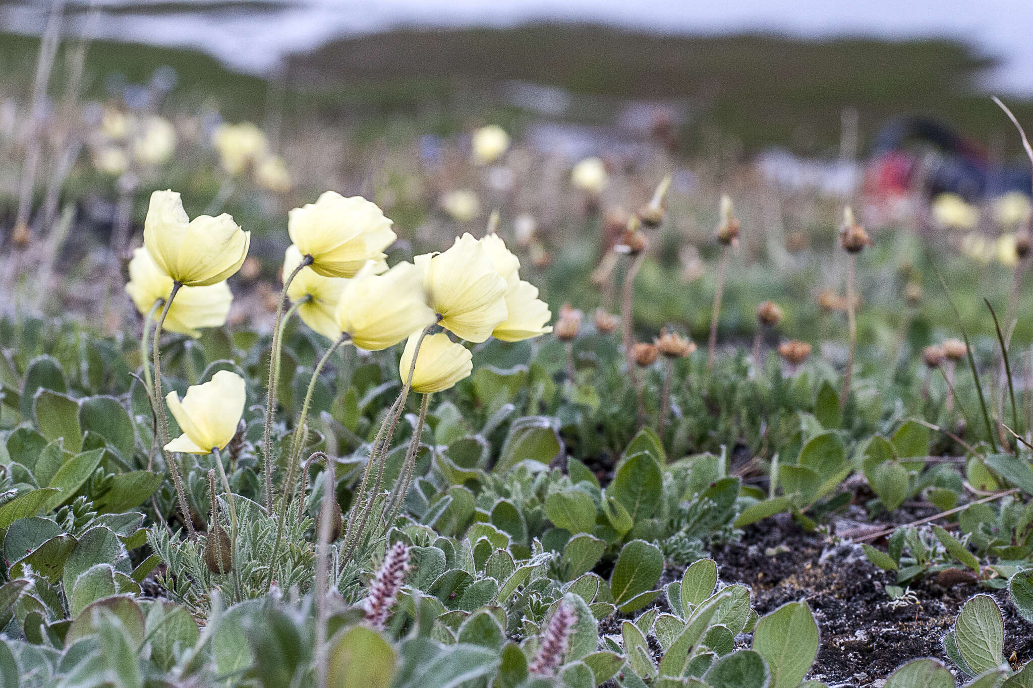 Image of Papaver lapponicum subsp. orientale Tolm.