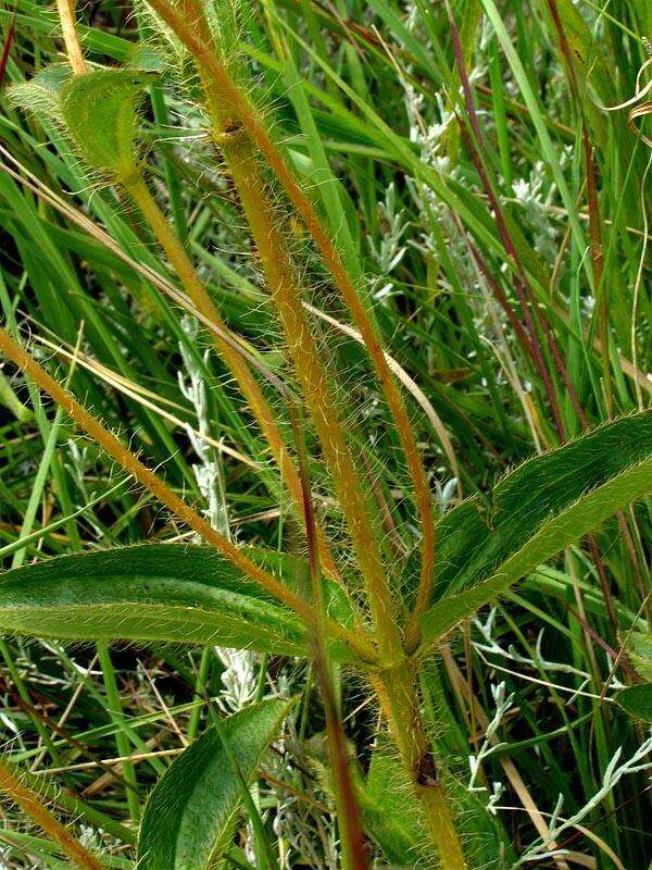 Imagem de Argyrella phaeotricha (Hochst.) Naud.