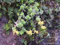 Sedum hultenii Fröderstr. resmi