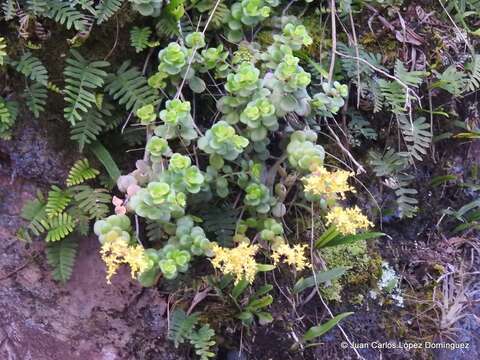 Image of Sedum hultenii Fröderstr.