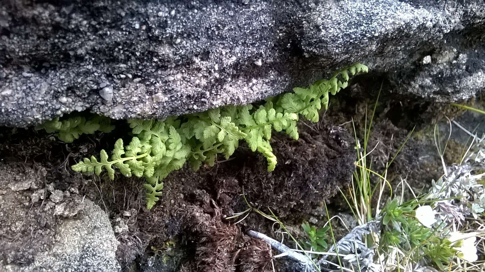 Image of Cystopteris tasmanica Hook.