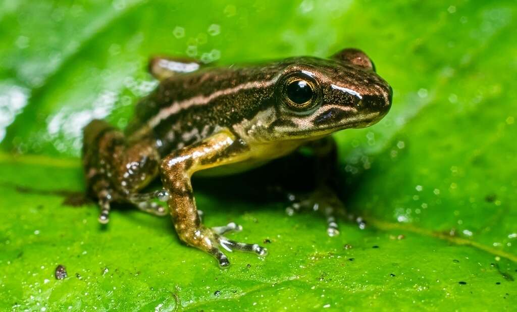 Plancia ëd Leucostethus brachistriatus (Rivero & Serna 1986)