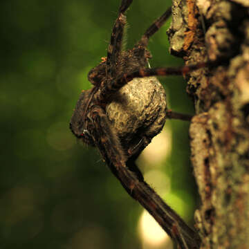 Image of Dolomedes tenebrosus Hentz 1844