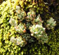 Image of Graptopetalum pachyphyllum Rose