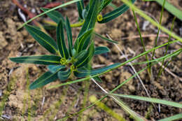 Image of Euphorbia gueinzii Boiss.