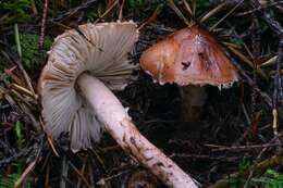 Image of Limacella delicata (Fr.) Earle ex Konr. & Maubl. 1930