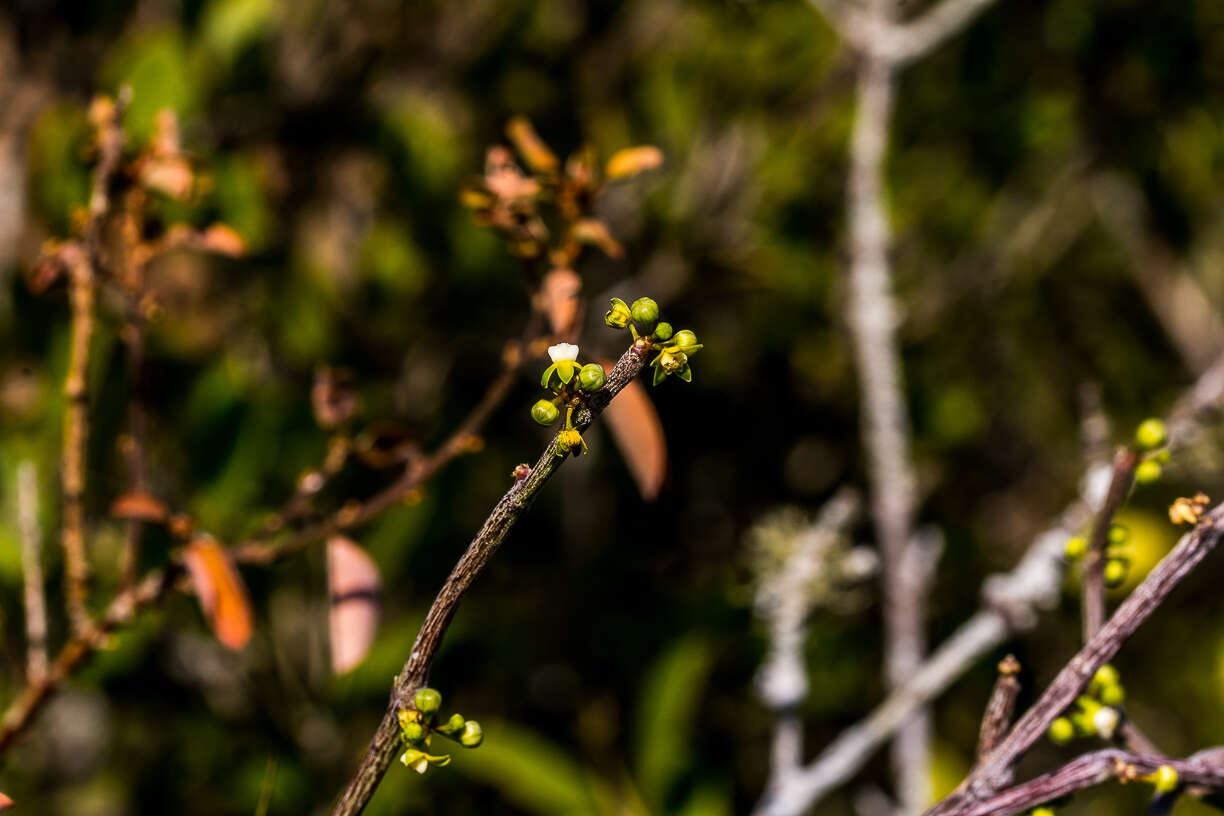 Imagem de Cynanchum gerrardii (Harvey) S. Liede