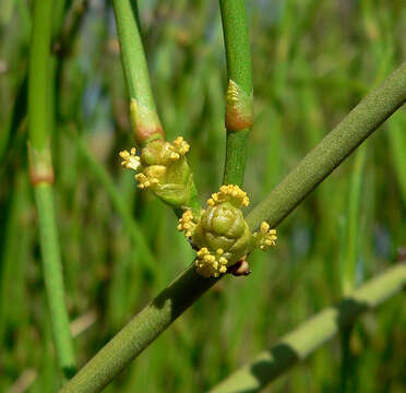 Image of Green Ephedra