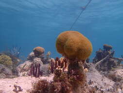 Image de Corail étoilé massif