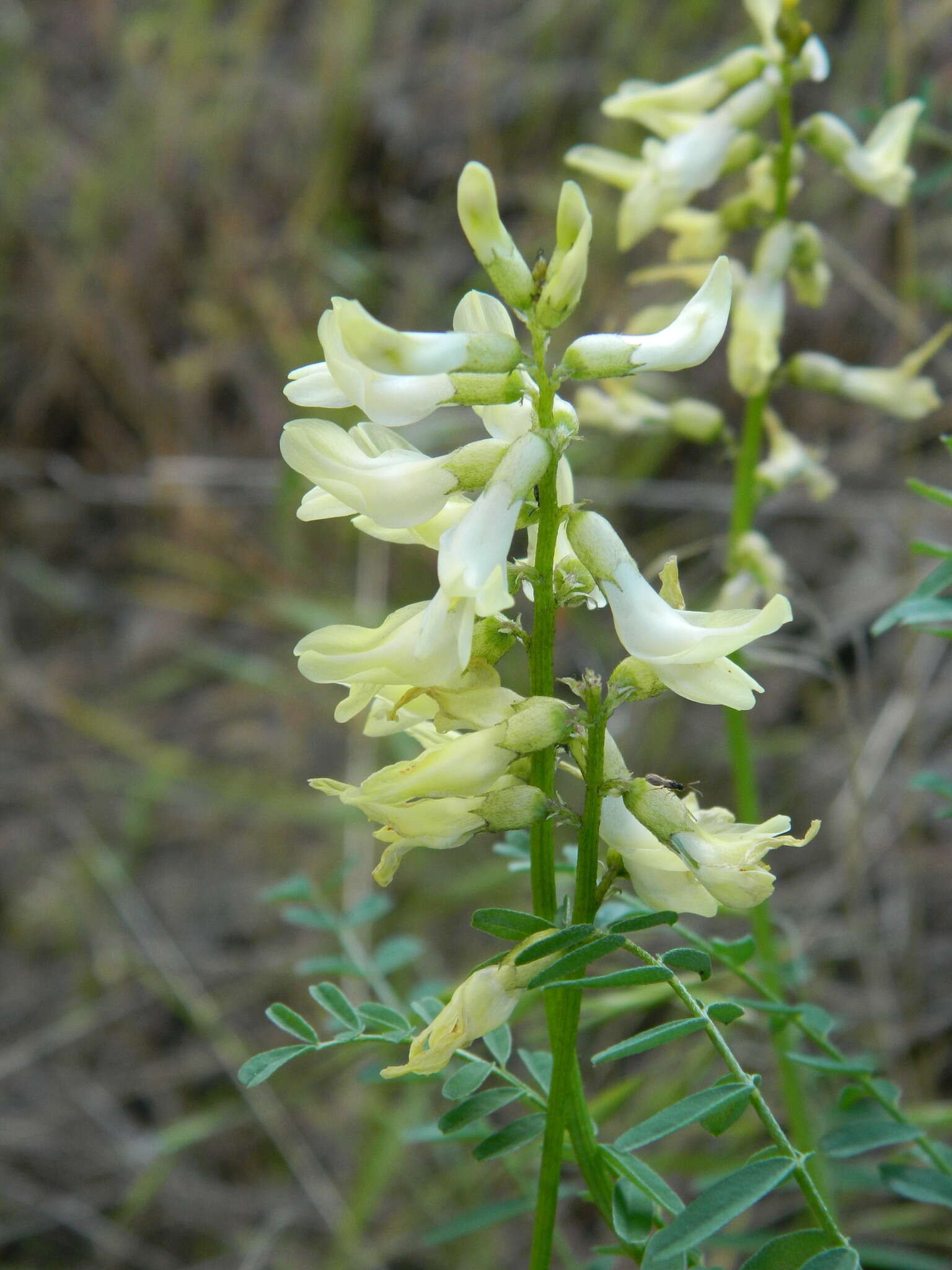 Imagem de Astragalus sheldonii (Rydb.) Barneby