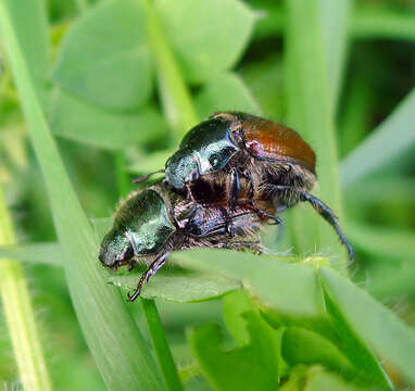 Image of Phyllopertha