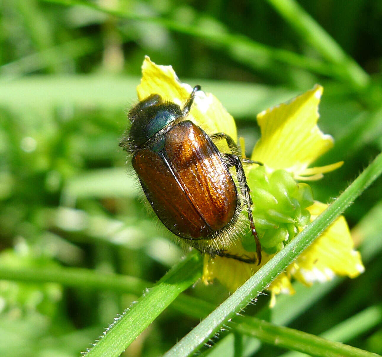 Image of Phyllopertha