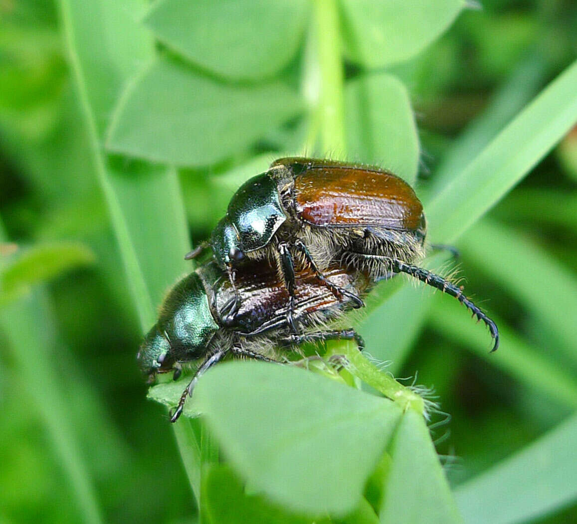 Image of Phyllopertha