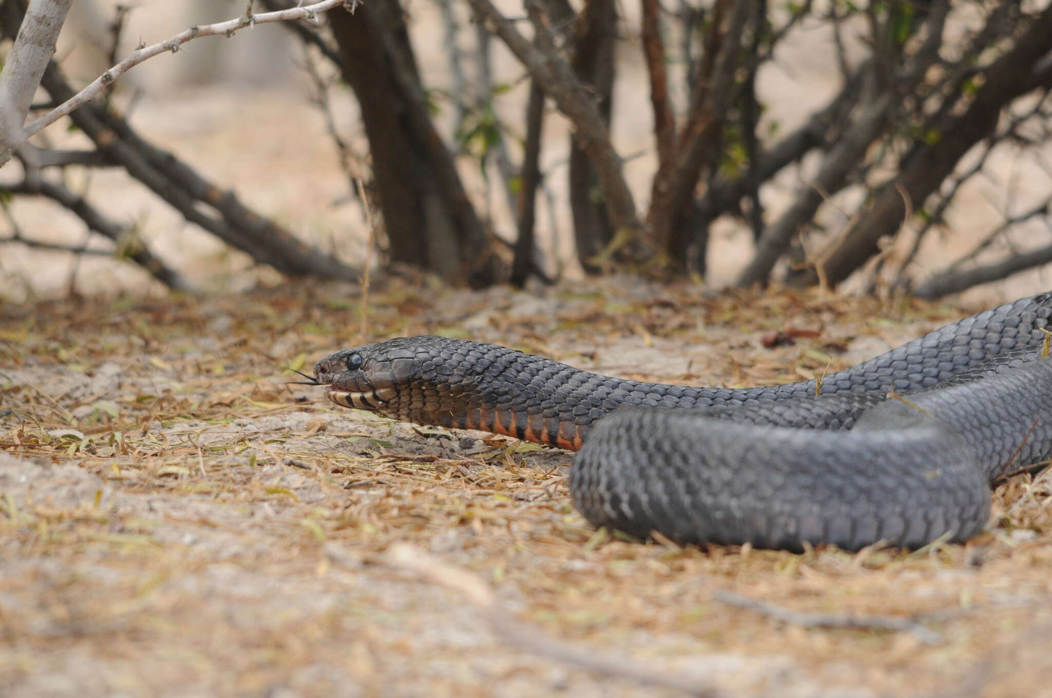 Image of Indigo Snake