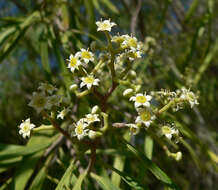 Image of Geijera parviflora Lindl.