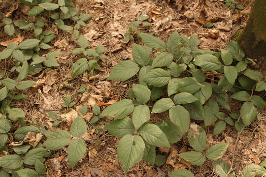 Imagem de Rubus hirtus Waldst. & Kit.