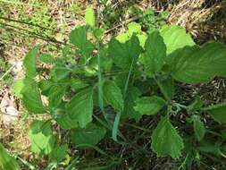 Image of clammy groundcherry