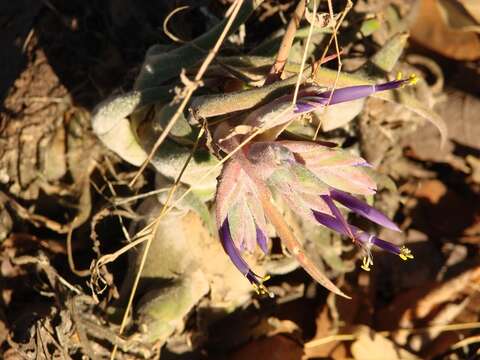 Imagem de Tillandsia seleriana Mez