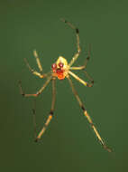 Image of Theridion