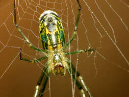 Image of Leucauge venusta (Walckenaer 1841)